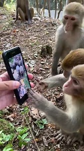 Apple genius guy showcasing to me and my friends an iPhone 13 pro: #fun #funnyvideos #funnymemes #monkey #animals | iChongqing