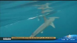 Hammerhead spotted in water off La Jolla Shores