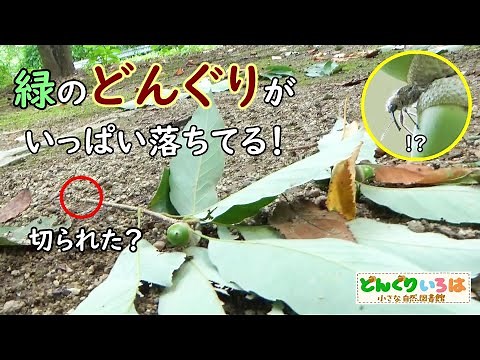 どんぐりの枝を切る虫～ハイイロチョッキリ～
