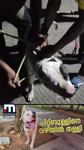 അപകടകാരിയായ പിറ്റ്ബുൾ നായയെ കൊച്ചിയിലെ പാർക്കിൽ തള്ളി! ഉടമയെ തേടി പോലീസ് | American Pit Bull Dog