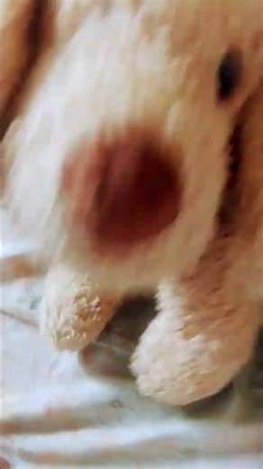 #miraculousladybug #bts #humor