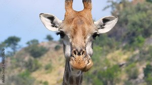 Funny expressive close up of giraffe while chewing food, south African giraffe eating