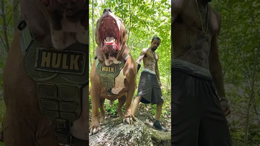 Owner is no match for the raw power of this massive dog