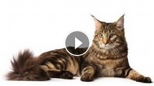 Beautiful photos of Manx cat breeds