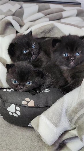 Шотландские котейки Барановичи #Барановичи #шотландскиекоты#котики