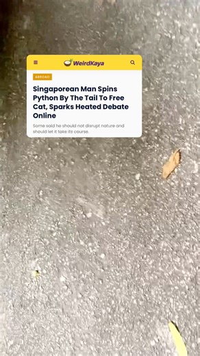 He added that the moment the python let go, the cat “shot into the bushes like an arrow.” Read more: https://weirdkaya.com/singaporean-man-spins-python-by-the-tail-to-free-cat-sparks-heated-debate-online/ Video credits: Facebook | WeirdKaya