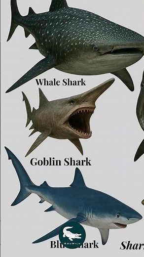 Blue Shark: The Open-Ocean Phantom 🦈🌊