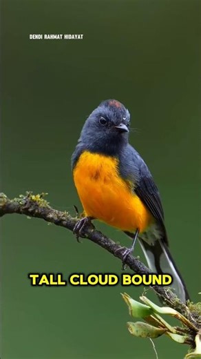 The slate-throated whitestart #birds #wildlife #shortsfeed