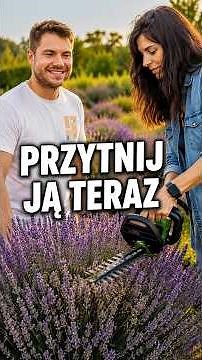Pruning lavender after flowering ✂️💜 Do it right, and it will reward you with a beautiful shape!