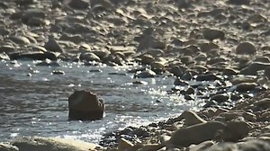 River dangers: How to stay safe and cool