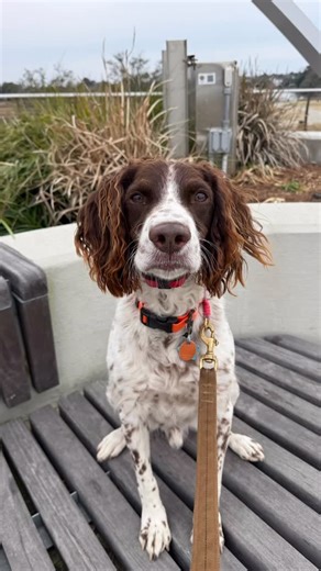 @ridgesidek9_summerville on Instagram: "BnT Bo crushing his training at Riverfront Park! 🌿🐾 Real-world distractions, real results. Proof that consistency pays off. 🐕Need Dog Training? Call/Text 843-814-0335🐕‍🦺 👉We are taking Board and Trains👈 We serve the Low Country and surrounding areas! Charleston to Myrtle Beach. Call us today - we would be honored to bring the best out of your dog! ➡️Serving the Lowcountry⬅️ ➡️📲Call or text / 843-814-0335📲⬅️ Have a special dog? We are a special pla