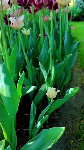 The Tulip Capital of the World 🌷 Keukenhof Gardens