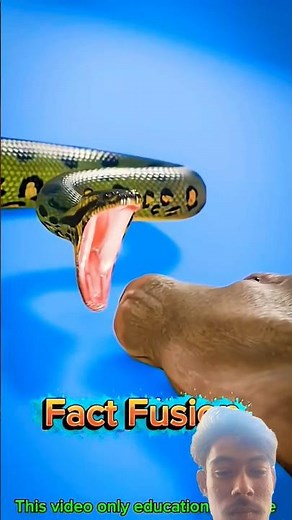 shap ne goru ko kha liya 🤯 #facts #animals #cobra #explore
