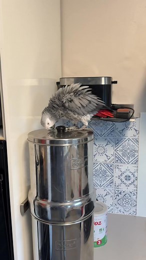 Le retour de Jackie show 😂 #perroquet | L'arche de François