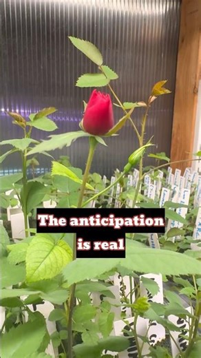 Growing Roses From Seed: First Greenhouse Blooms! 🌹