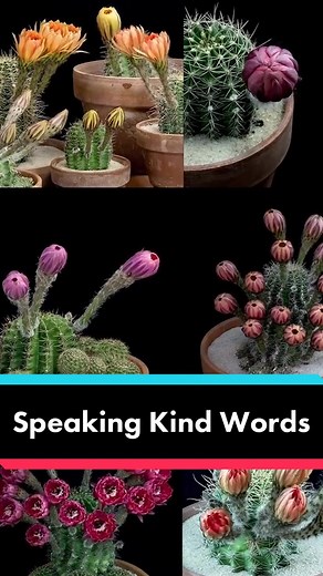 If speaking kindly to plants helps them grow, imagine the power of speaking kindly to people.