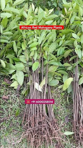 African Red Mahogany- African Mahogany - Mahogany Plants – Full Farming Details