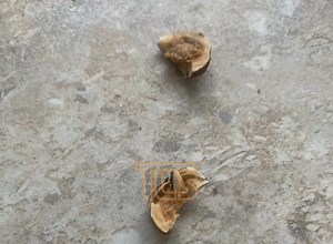 Submitted PSA: Here’s Why You Need to Check Nuts [VIDEO]