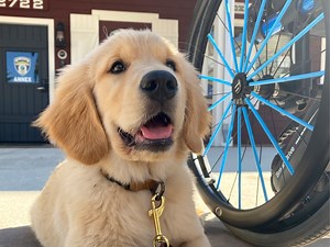 Puppy Programs — Hope Service Dogs, Inc