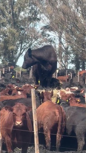 Queen of the Herd || ViralHog