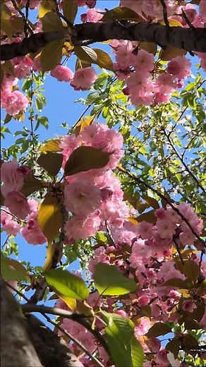 Pink cherry blossoms #cherryblossomseason #naturelovers