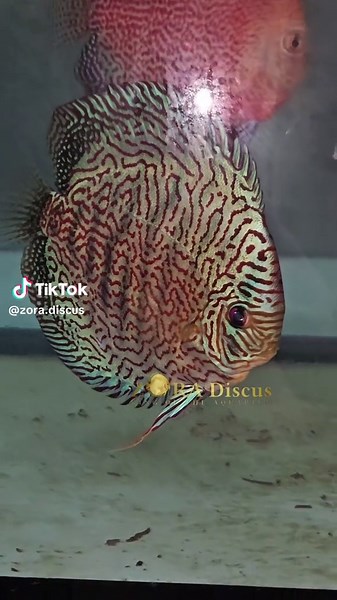Ini alasan kenapa orang upgrade ke premium, tinggal masuk tank, langsung naik level ✨️ 5 inch body (6.5 inch full) . #discusfish #discusleopard #premiumdiscus #discusindonesia #zoradiscus