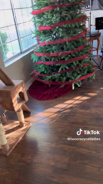 Cats Rocking Around the Christmas Tree
