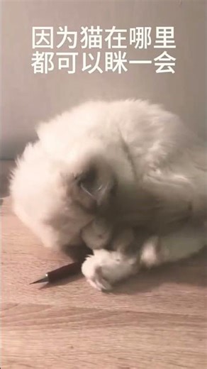 猫在哪里都可以眯一会 所以叫猫咪 #shorts #中文