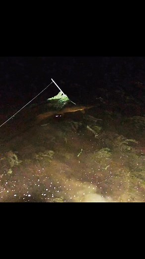 Are you up for a challenge? Alligator gar are one of the largest freshwater fish species in the world. Come down to Texas to get a chance at a true river monster. #corpuschristi #extremesports #extremechallenge #EXtreme #extremebowfishing #portoconnor #rockport #gatorgar #alligatorgar | Extreme Bowfishing