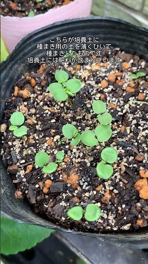 パンジーの種まき種まきの発芽後の様子は？本葉は出たかな？ #shorts #ガーデニング #園芸 #植物 #gardening #種まき #パンジー #発芽