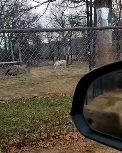 Funny Donkeys 🤣🐴 Hilarious Moments | Animal TikTok Videos