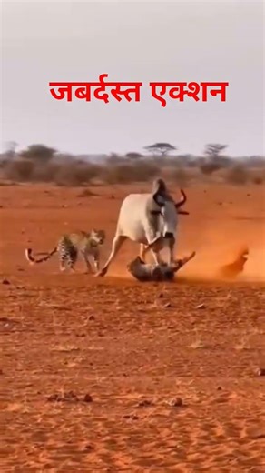 good fight Lion with ox