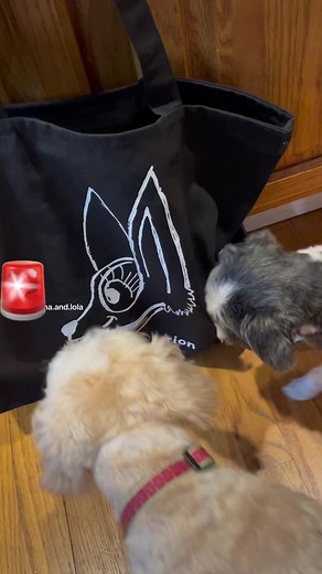 Attenzione pickpocket!!! #dog #dogreels #attenzione #dogs #lunatik #maltese #shihtzu #cute #animalreels #doglover #funnyvideos #italy #crime #truecrime #pet #mikidog #bad | Little Luna and Lola