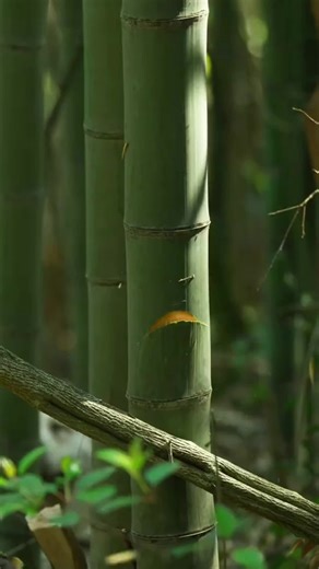 #chinaexplore #viralvideo #foryoupage #chinareels #chinatiktok