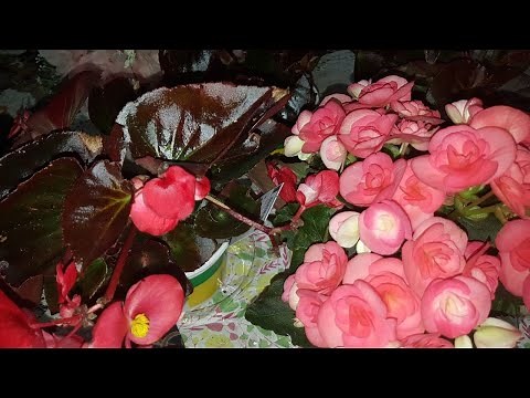 How to care for Begonias🌺💕 Dragon Wing and Rieger Begonias 🌺💕Gardening with Susie TLC