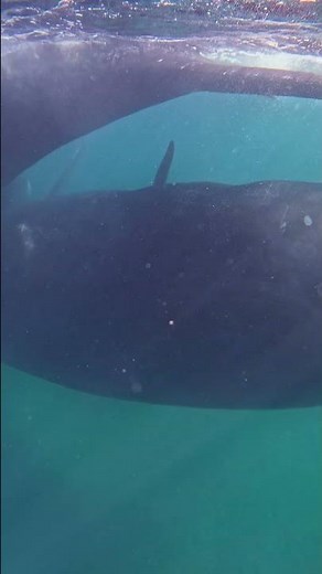 Southern Right Whale Courtship in Patagonia | Rare Mating Behavior Captured on Camera.