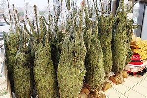 Sapin naturel ou sapin artificiel, lequel est le plus écologique selon l'ADEME ?