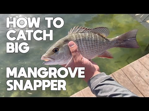 How to Catch Bigger Mangrove Snapper For Beginners Fishing Key West Florida