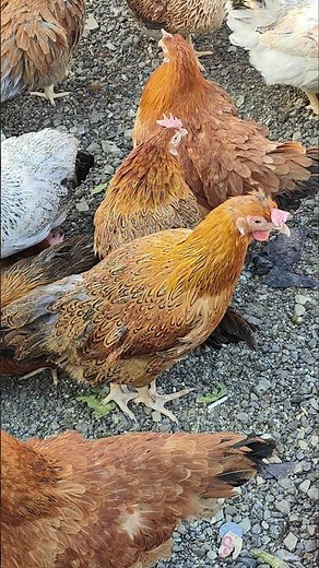 Backyard Chickens & Fresh Eggs – Real Farm Life!