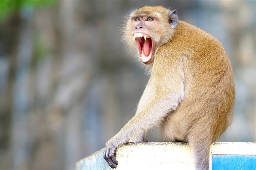 Watch clever monkeys use charming tactics to get food
