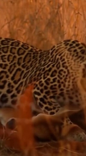 Witness a tense moment in the **savana** as a leopard approaches a cow and her calf. The protective mother stands her ground, showcasing the raw power of **nature** and maternal instinct. This **animal attack** standoff highlights the daily struggles of **wildlife** and the constant threat from **predator** species in **africa**. | Rescue Stories