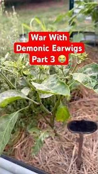 Update on my battle with the #earwig pests!