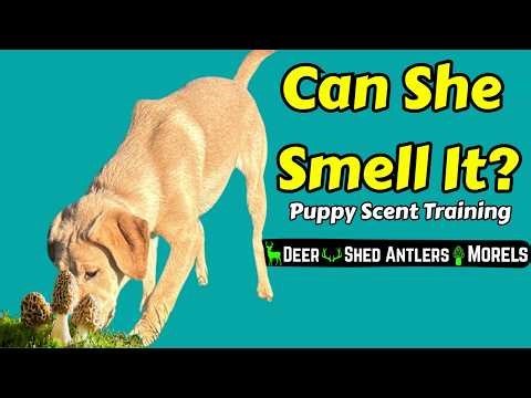 Puppy Learns to Sniff Out Mushrooms, Deer, and Antlers!