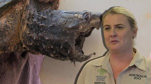 292K views · 7.6K reactions | Tras ver que se estaba lastimando el cuerpo, cortan las uñas a la tortuga caimán.  #LosIrwin | Animal Planet Latinoamérica | Facebook