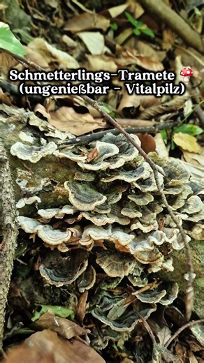 Snacks aus dem Wald!? 🍄☘️☠️