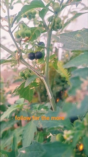 Black Nightshade (Solanum nigrum) 🌿 This Wild Plant Is More Beautiful Than You Think! 🌿 The SecretSN
