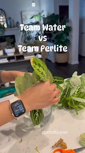 1.7K views · 18 reactions |  Exciting Update on Maranta Propagation!...