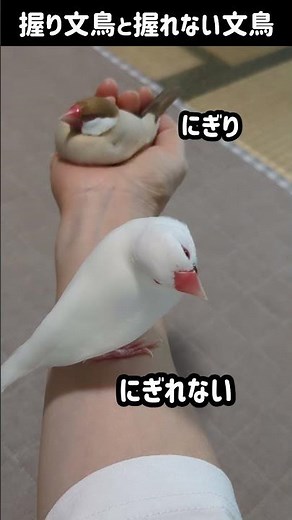 【文鳥】飼いなら共感しかない⑨ #javasparrow