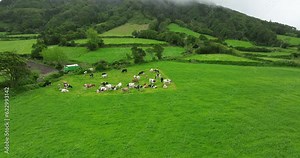 cows graze in a field on the island of Sao Miguel Azores