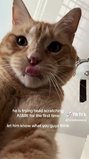 head scratching ASMR first time experience